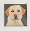 Labrador