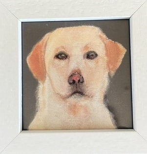 Labrador