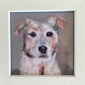 Jim the Jack Russell