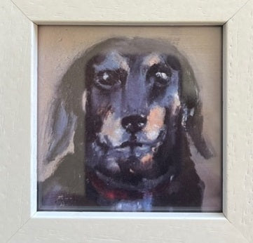 Dachshund